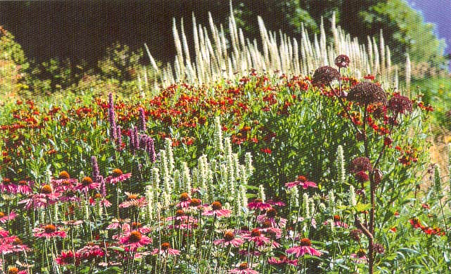 Mening qozoq videom seks