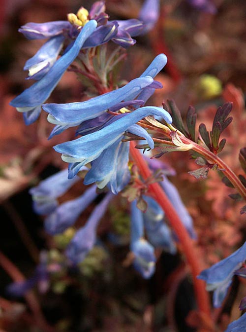 nunneört – färgsprakande vårblomma att odla själv! – Odla Shop