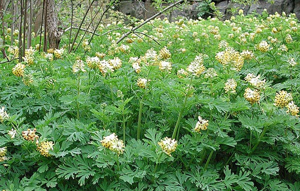 nunneört – färgsprakande vårblomma att odla själv! – Odla Shop