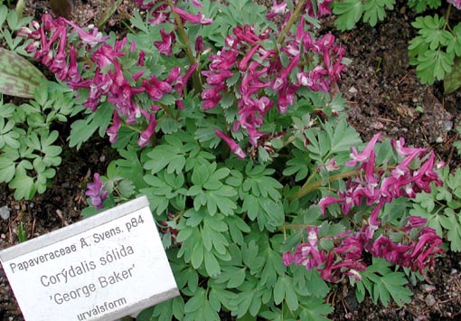 nunneört – färgsprakande vårblomma att odla själv! – Odla Shop