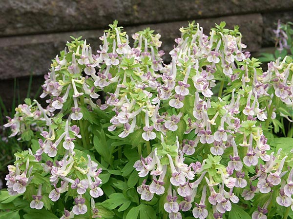 nunneört – färgsprakande vårblomma att odla själv! – Odla Shop