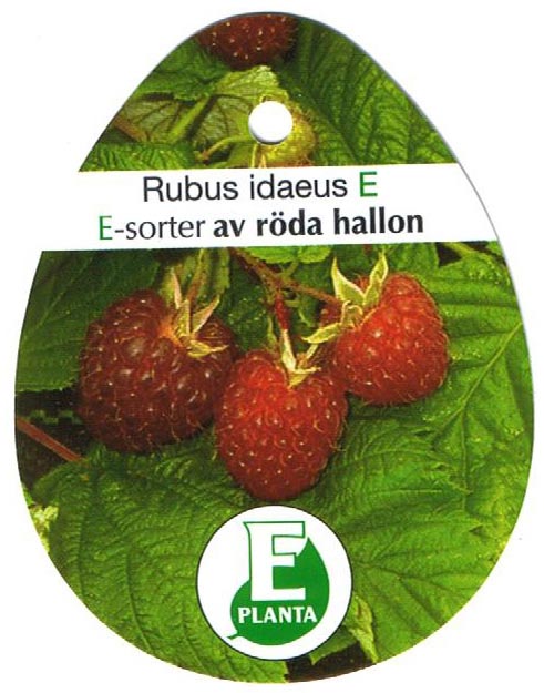 e-plantor & trendiga bär – odla nyttigt i din trädgård – Odla Shop