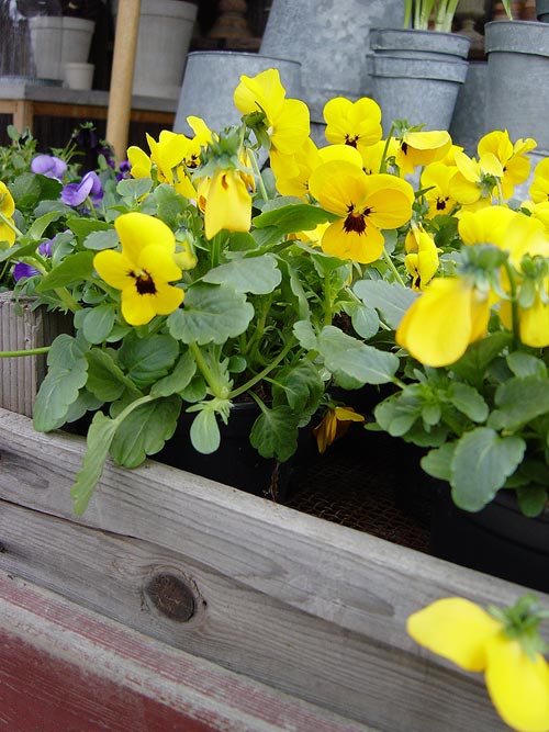 plantera pensé – tips och färgglada idéer till våren – Odla Shop