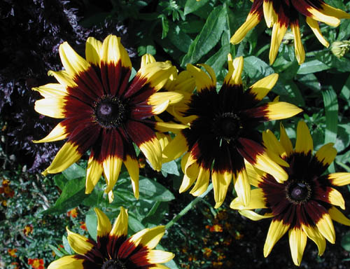 odla rudbeckia & echinacea – bästa tips och sorter – Odla Shop