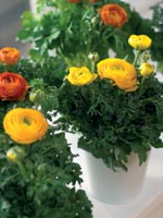 Ranunkel – skötsel & odlingstips | Få vackra blommor – Odla Shop