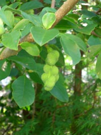 Frökapslar frÄn Magnolia
